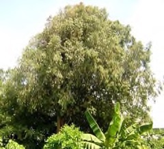 Mesua (Clusiagil)