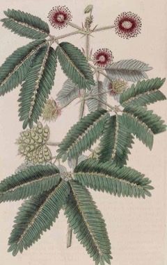 Sensitive Plant
