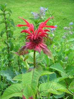 Beebalm