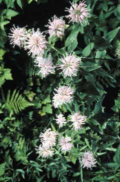 Yabani Bergamot
