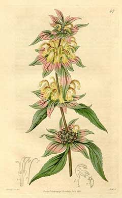 Horsemint