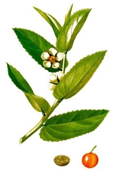 Cereso