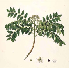 Köri Yaprağı