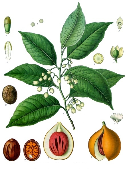 Hint Cevizi (Muskat)