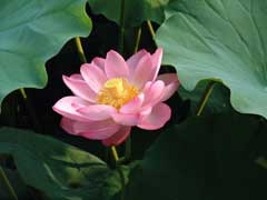 Lotus (Nilüfer)