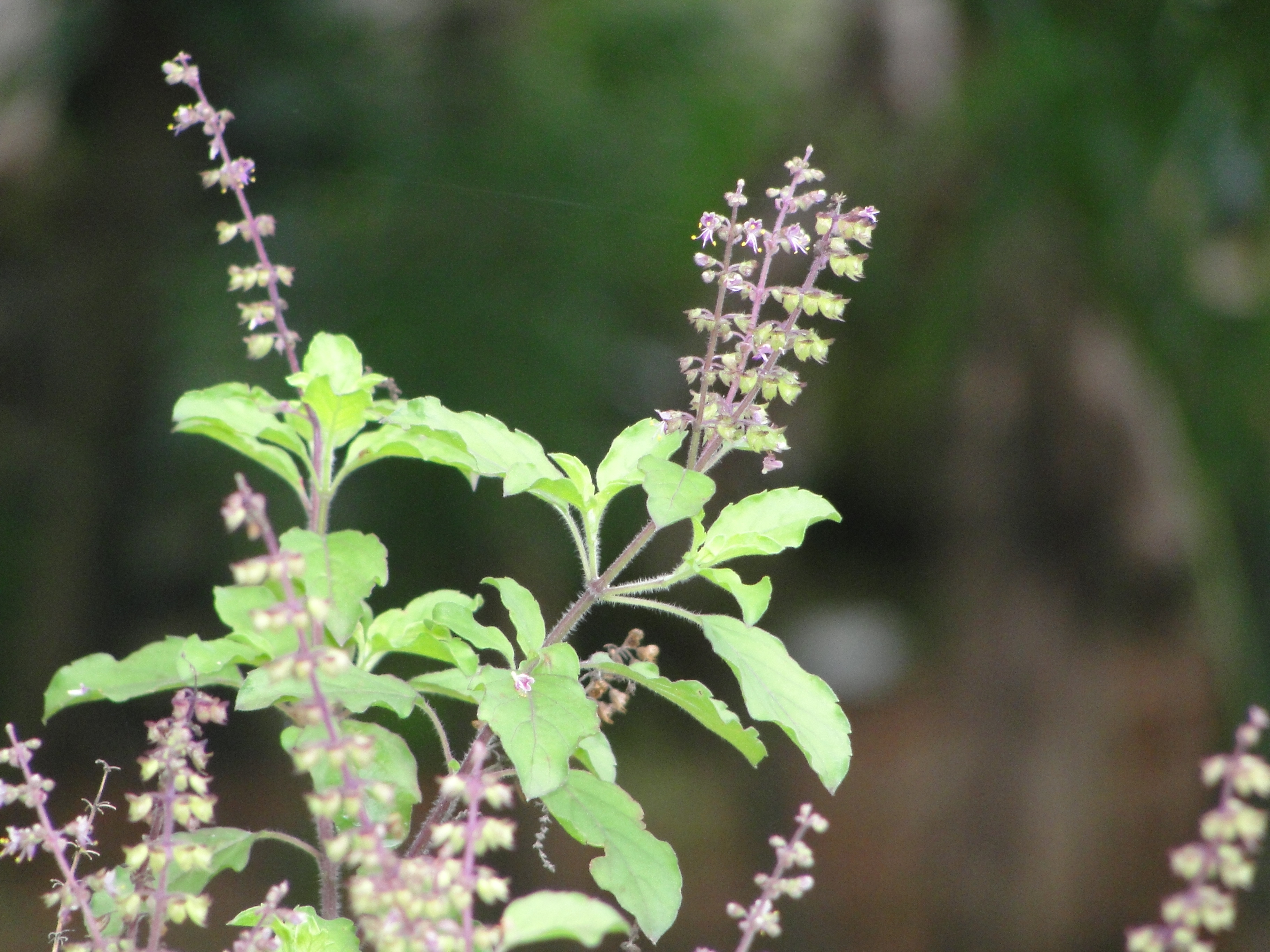 Kutsal Fesleğen (Tulsi)