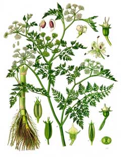 Su Fennel