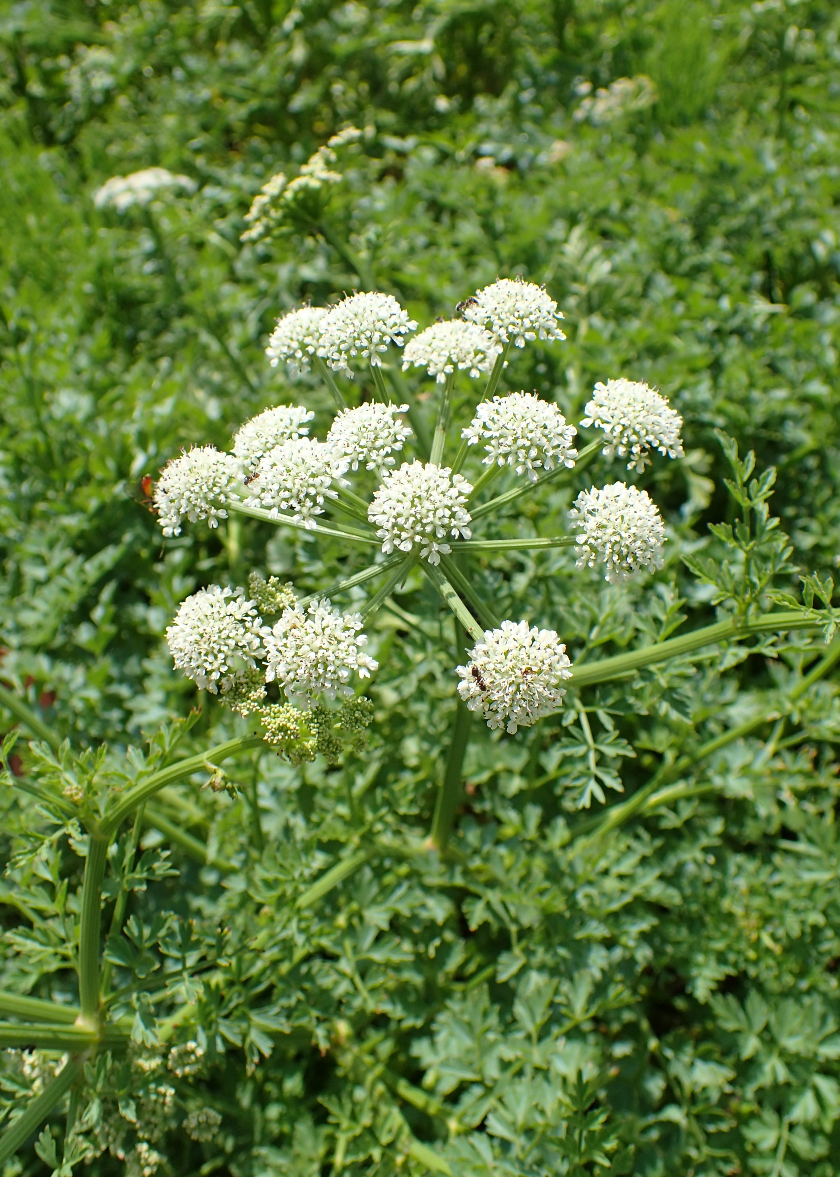 Su Dropwort
