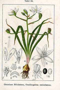 Star Of Bethlehem