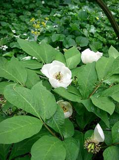 Japonica Şakayık