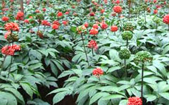 Yalancı Ginseng