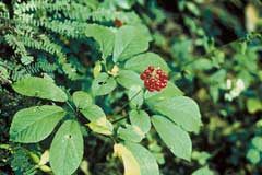 Amerikan Ginsengi