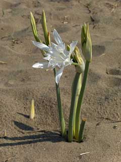 Deniz Daffodil