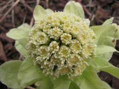 Butterbur