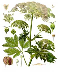 Masterwort