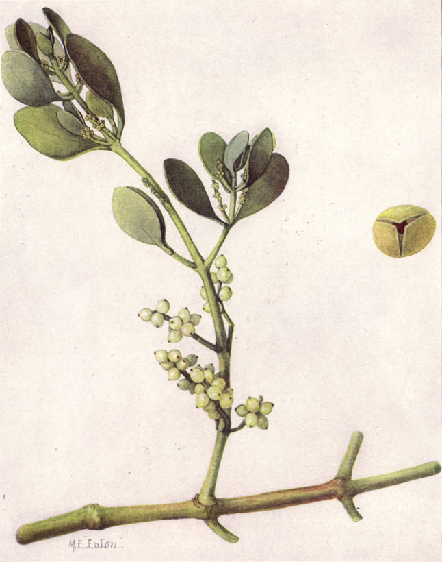 Doğu Mistletoe