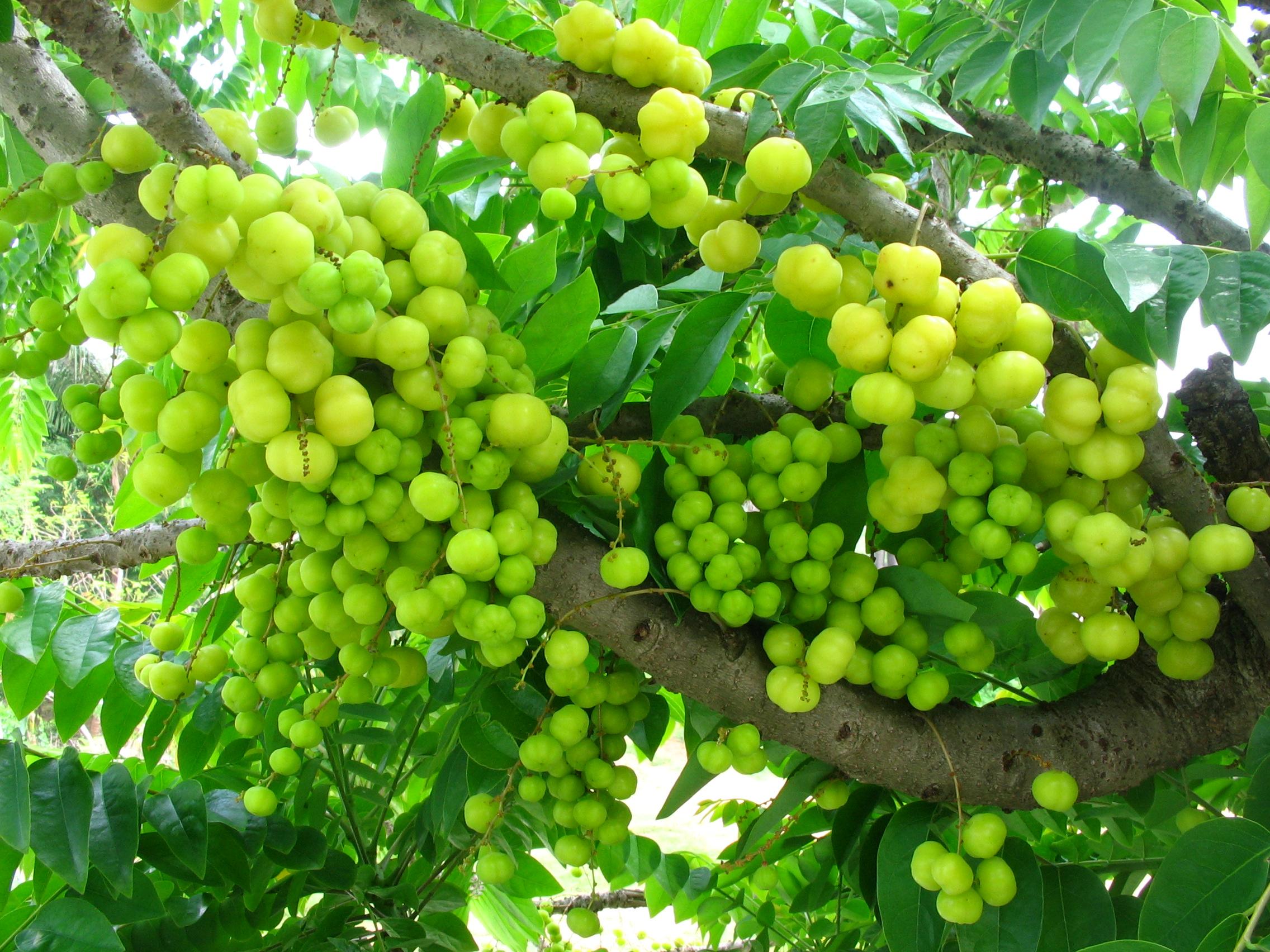 Hint Gooseberry