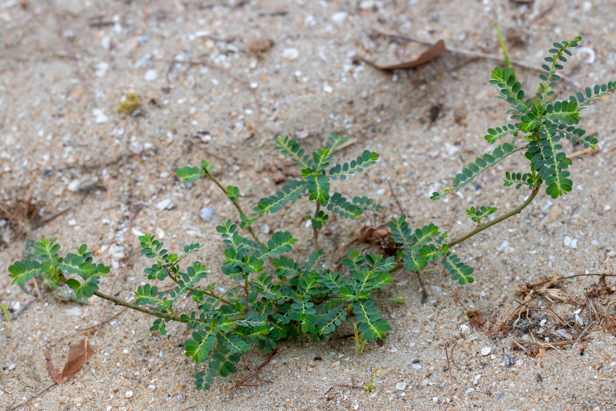 Phyllanthus (Sütleğengil)