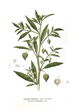 Bolsa Mullaca