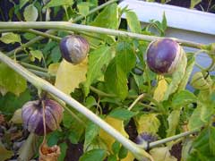 Tomatillo