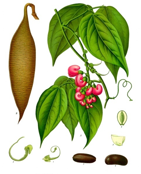 Calabar Fasulyesi