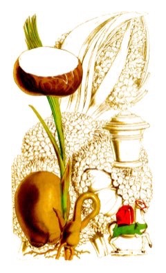 IVORY Fıstığı Palmiyesi