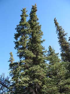 Beyaz Spruce