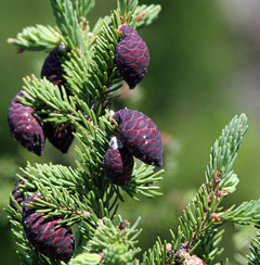 Kara Spruce