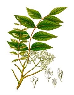 Bitterwood