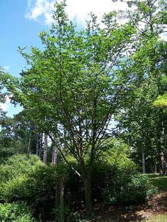 Lignum Quassia