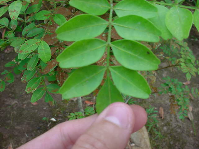 Maranhao Jaborandi