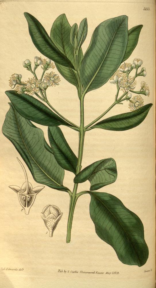 Racemosa Yenibahar
