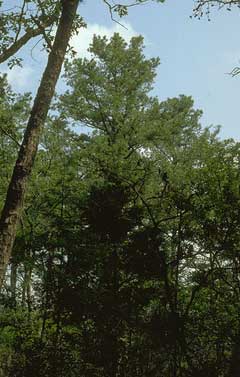 Echinata Çam