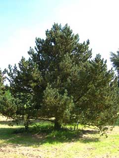 Mugo Çam