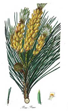 Fıstık Çamı