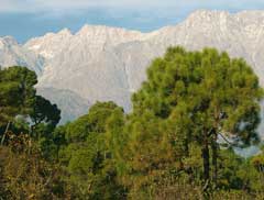 Roxburghii Çam