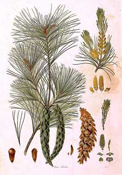 Strobus Çam
