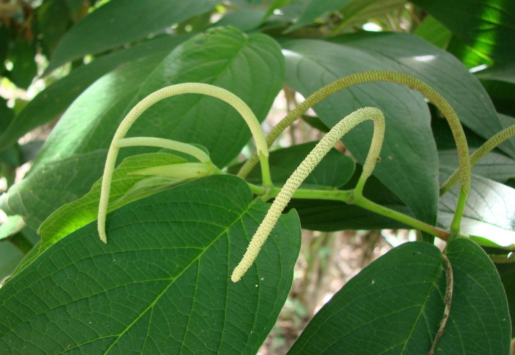 Angustifolium Biber