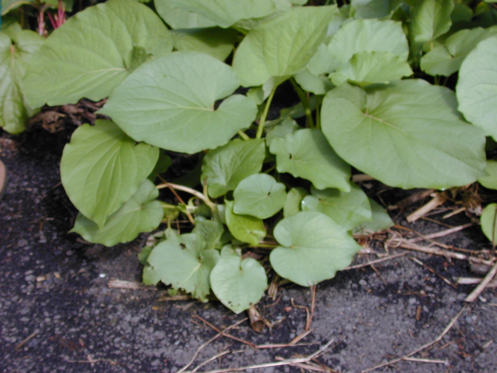 Auritum Biber