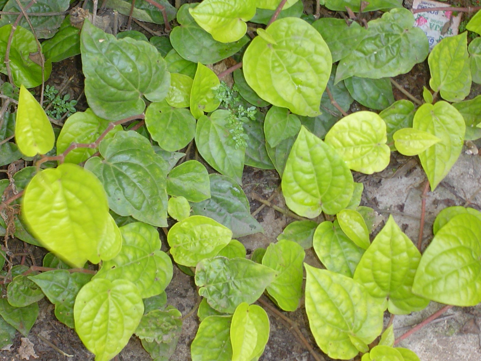 Betel Biber
