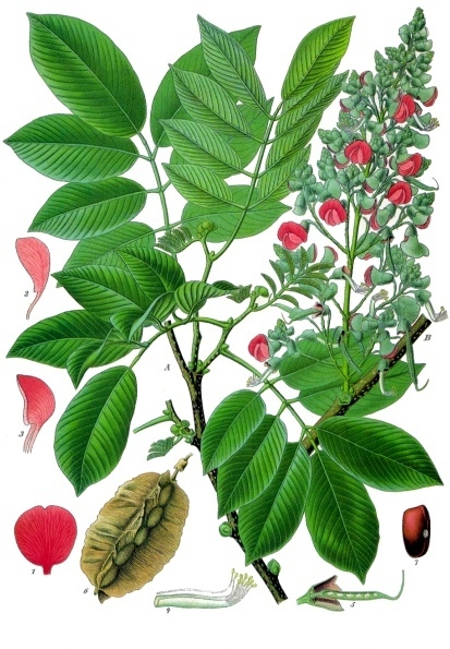 Piscidia (Baklagil)