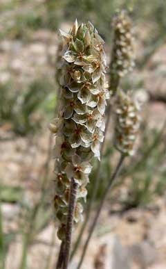 Hint Sinir Otu (Psyllium)