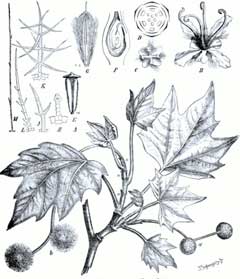 Platanus