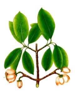 Bakuri