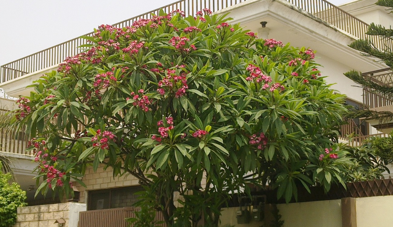 Acutifolia Frangipani