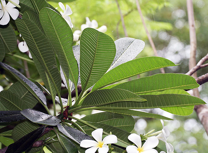 Obtusa Frangipani
