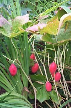Himalayan Mayapple
