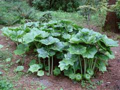 Çin Mayapple