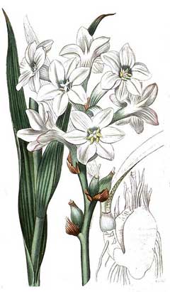 Tuberose