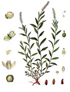 Senega